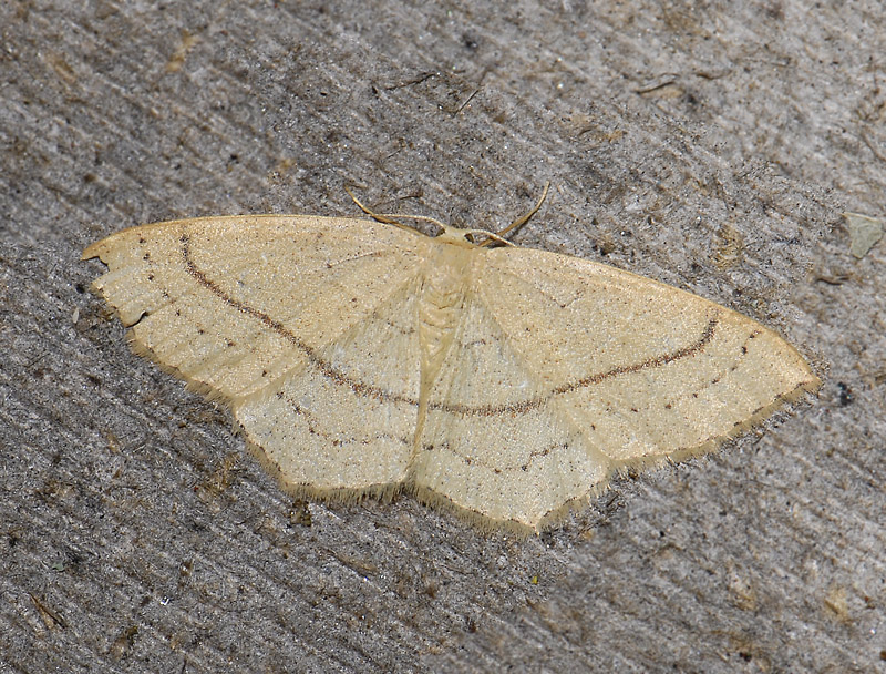 2289   Cyclophora linearia  9650.jpg