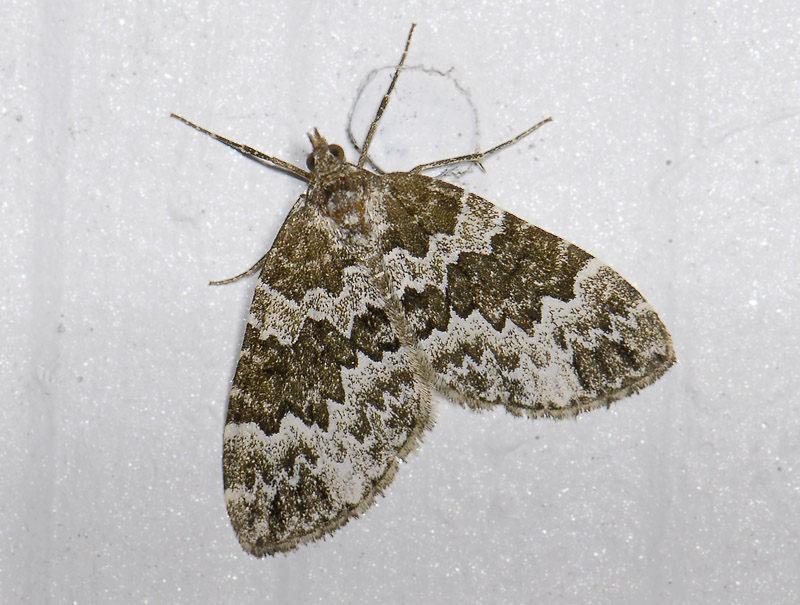 2389   Electrophaes corylata  9661.jpg