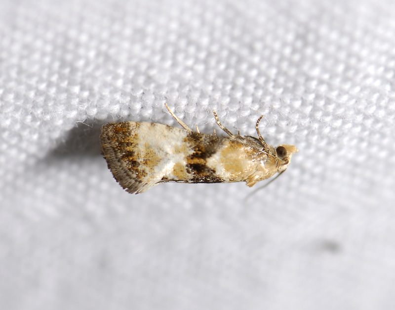 1200   Eupoecilia angustana  9848.jpg