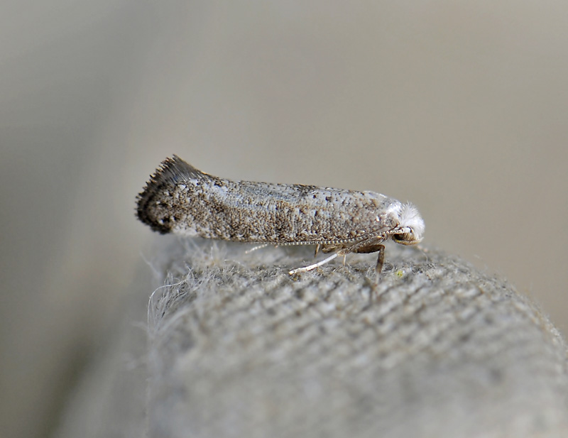 0422   Swammerdamia compunctella  0093.jpg