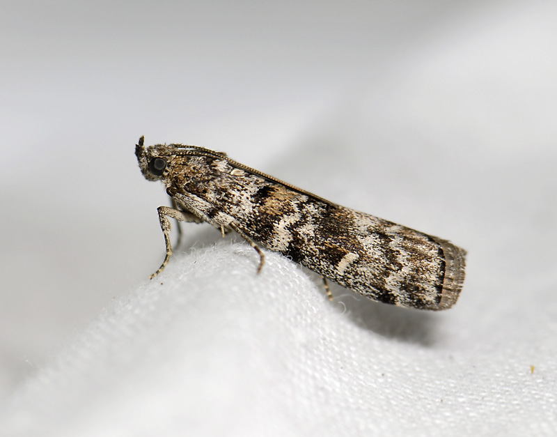 1745   Dioryctria abietella  0175.jpg