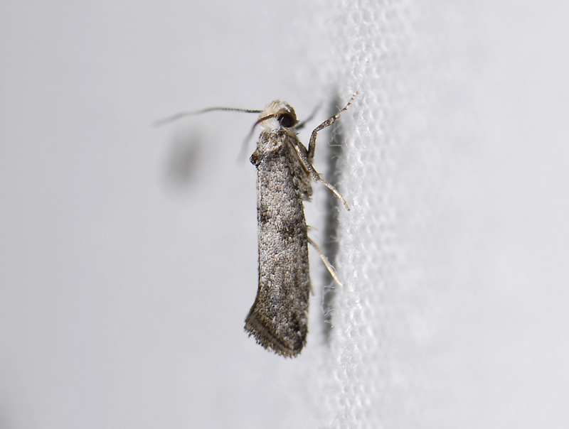 0426   Paraswammerdamia lutarea  0276.jpg