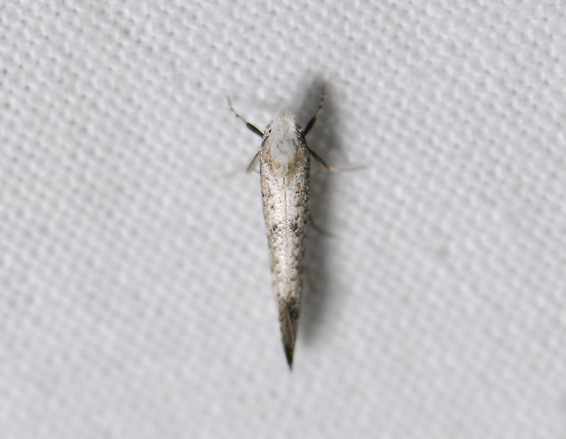 0422   Swammerdamia compunctella  0268.jpg