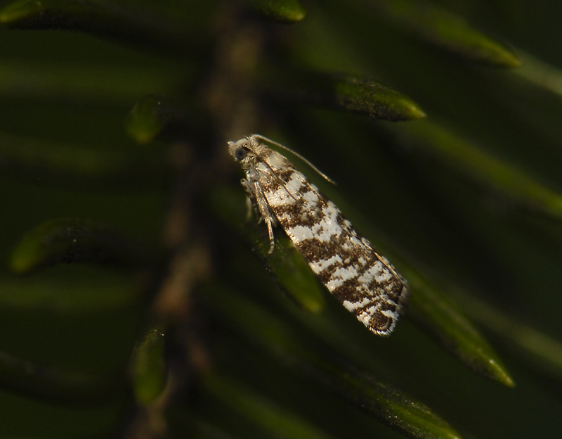 1461   Epinotia tedella  0436.jpg