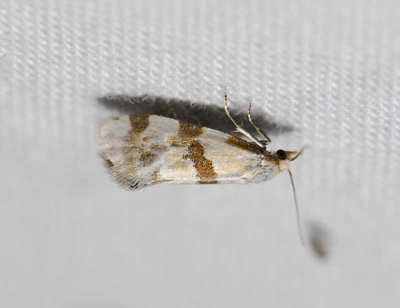 1214   Aethes cnicana  0529.jpg