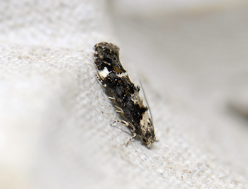 0878   Mompha conturbatella  0599.jpg