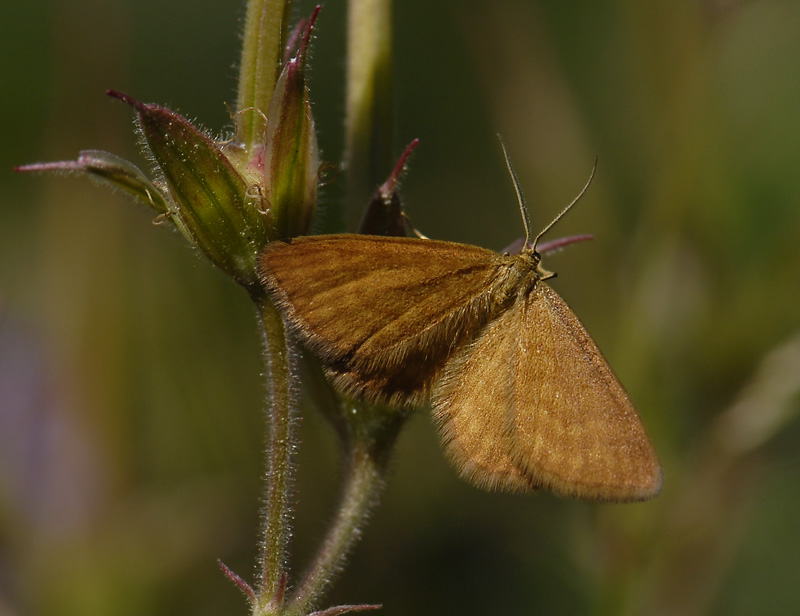 2307   Idaea serpentata  1208.jpg