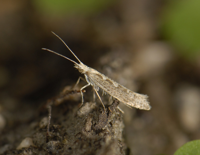 0484   Plutella xylostella  1753.jpg