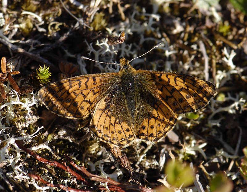 2094   Boloria napaea  2022.jpg
