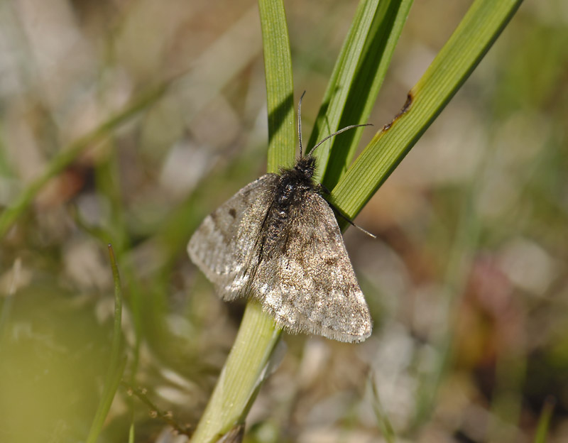 2262   Glacies coracina  2028.jpg