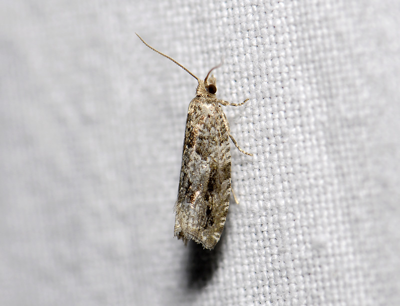 1445   Epinotia signatana  2181.jpg