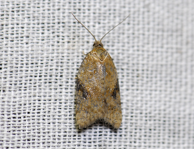 1240   Acleris comariana  2218.jpg