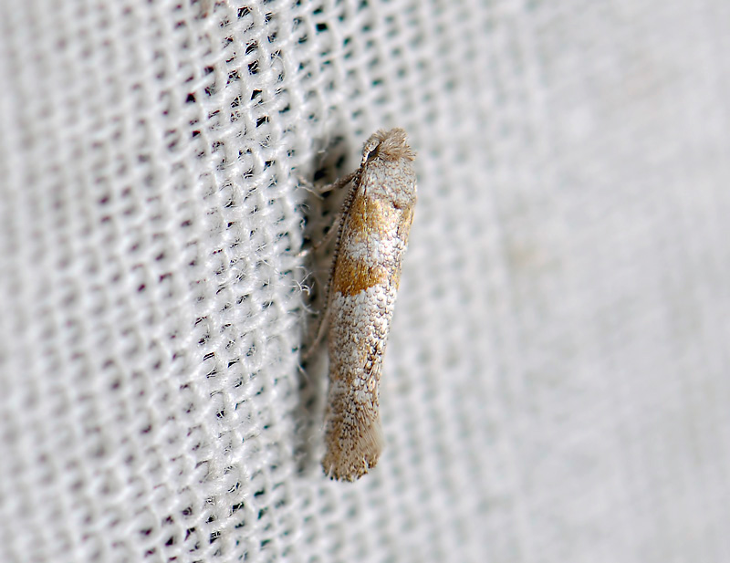 0427   Cedestis gysseleniella  2302.jpg