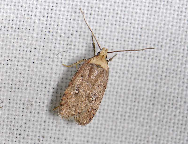 0551   Agonopterix selini  3728.jpg