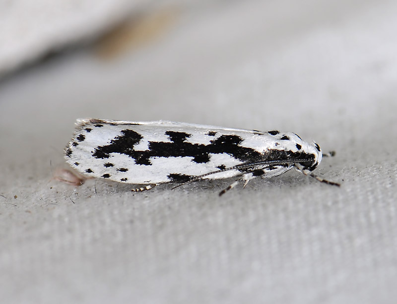0533   Ethmia pusiella  3734.jpg