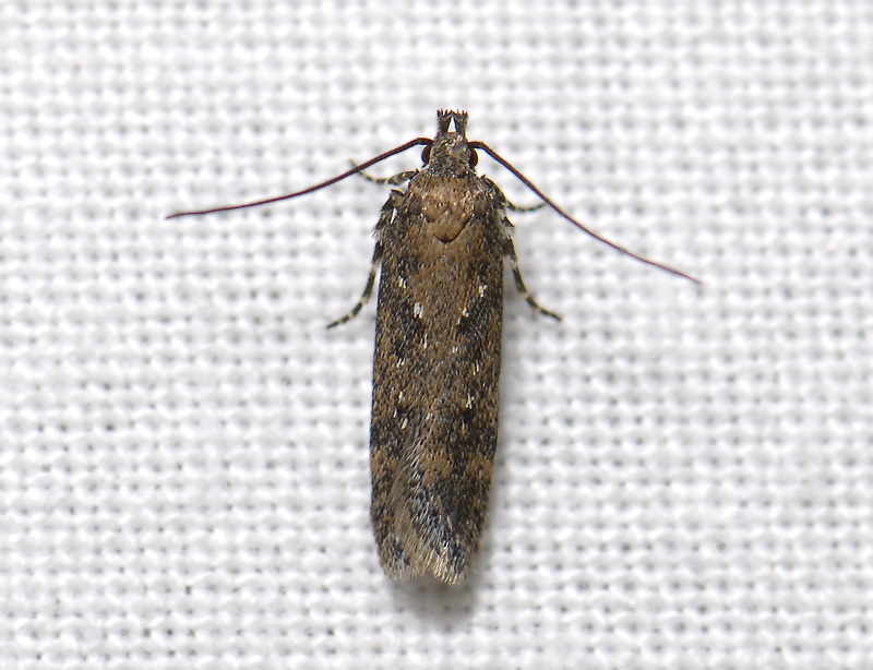 1024   Chinodes distinctella  3817.jpg