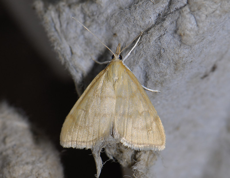 1913   Ebulea crocealis  3948.jpg