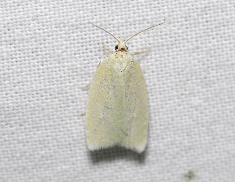 1235   Tortrix viridana  3993.jpg
