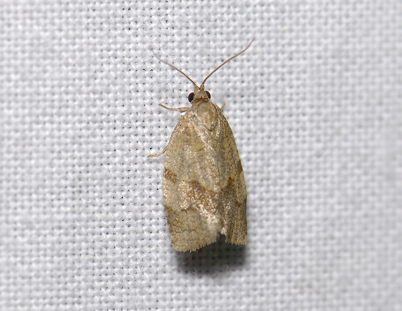 1311   Choristoneura diversana  3995.jpg