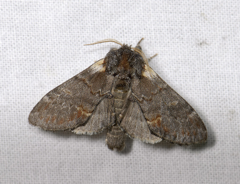 2532   Notodonta dromedarius  4230.jpg