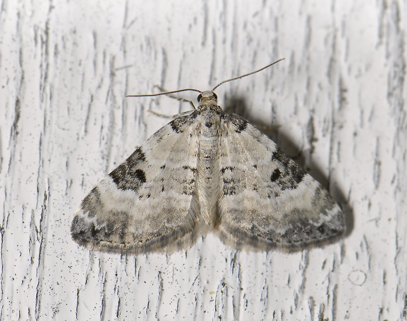 2427   Perizoma blandiata  4236.jpg