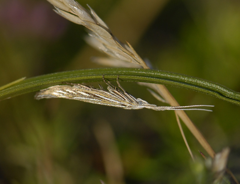 0809   Coleophora lixella  4353.jpg
