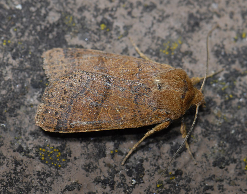 2752   Agrochola nitida  6417.jpg