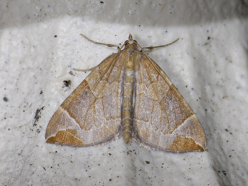2366   Eulithis testata  6424.jpg