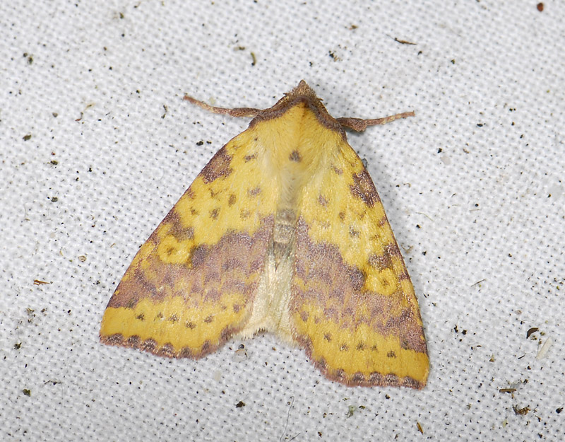 2747   Xanthia togata  6592.jpg