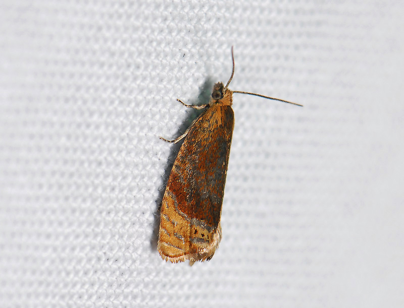 1525   Eucosmomorpha albersana  001.jpg