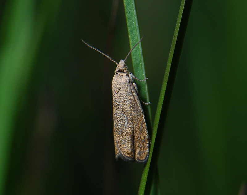 1621   Dichrorampha obscuratana  101.jpg