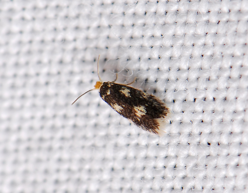 0066   Stigmella assimilella  099.jpg