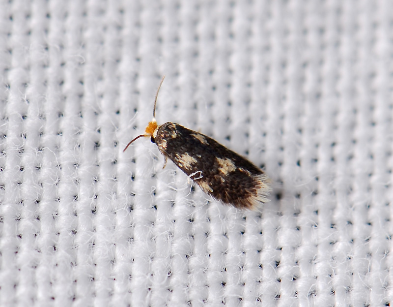 0066   Stigmella assimilella  105.jpg