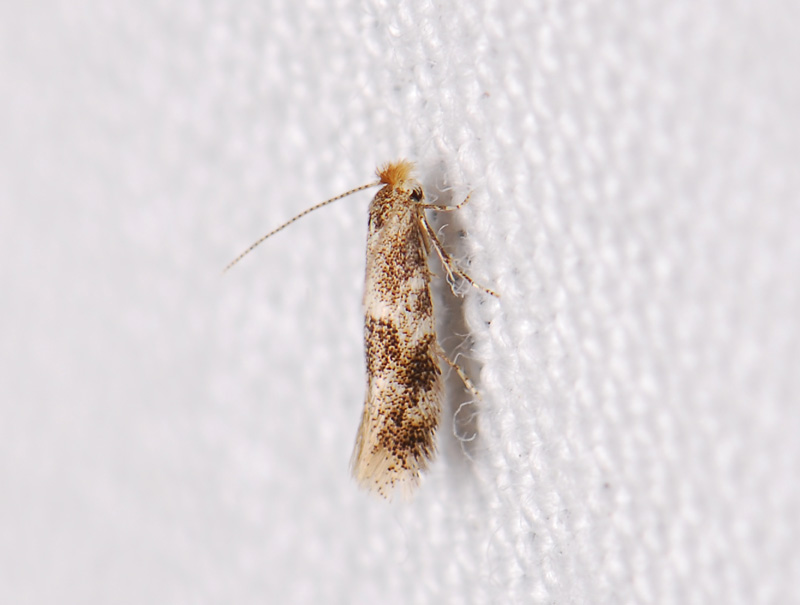 0303   Bucculatrix ulmella  111.jpg