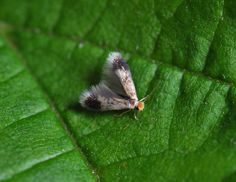 0056   Stigmella floslactella  015.jpg