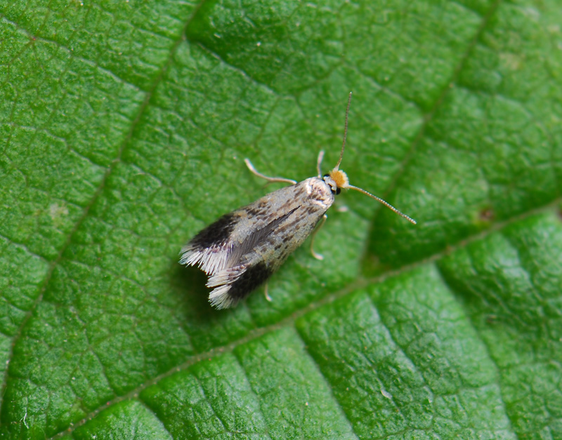 0056   Stigmella floslactella  021.jpg