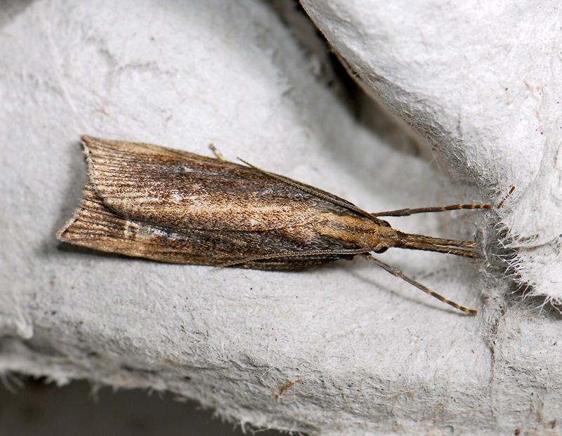 1807   Chilo phragmitella  402.jpg