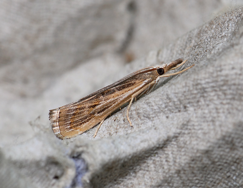 1843   Pediasia fascelinella  050.jpg