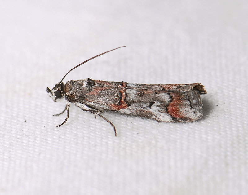 1741   Pempelia palumbella  056.jpg