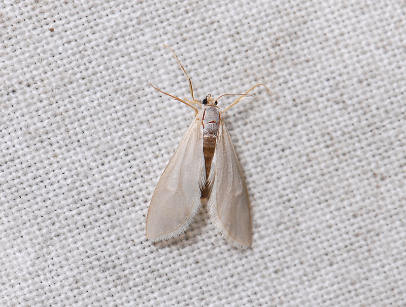 1855   Acentria ephemerella  069.jpg