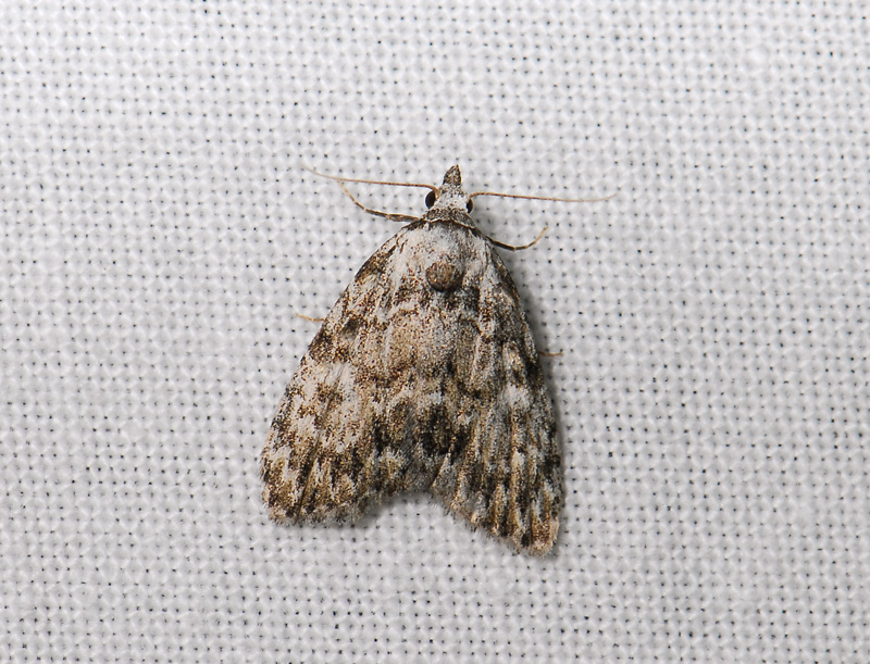 3078   Meganola strigula  081.jpg