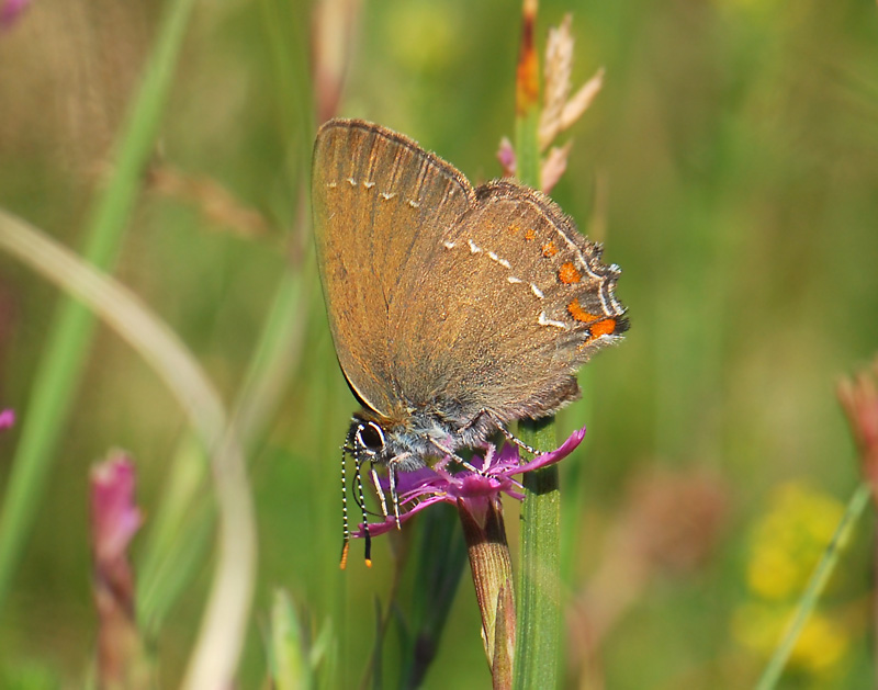2052   Satyrium ilicis  024.jpg