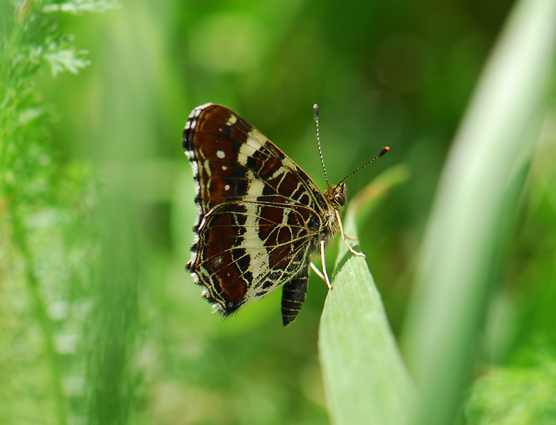 2103   Araschnia levana  087.jpg