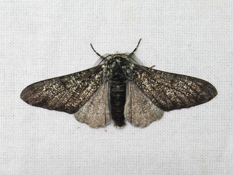 2226   Biston betularia  135.jpg