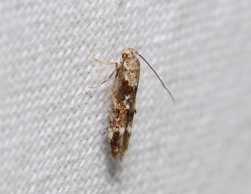 0880   Mompha lacteella  168.jpg