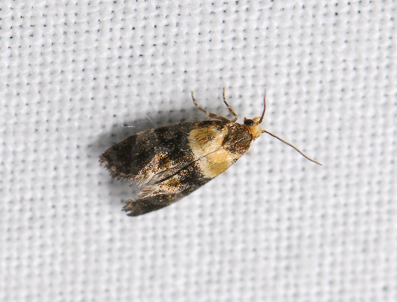 1188   Phalonidia gilvicomana  282.jpg