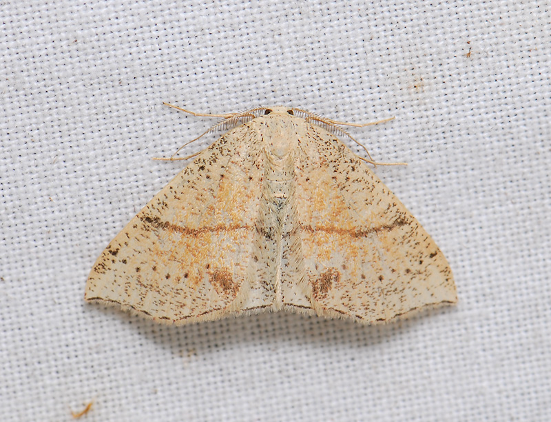 2288   Cyclophora punctaria  314.jpg