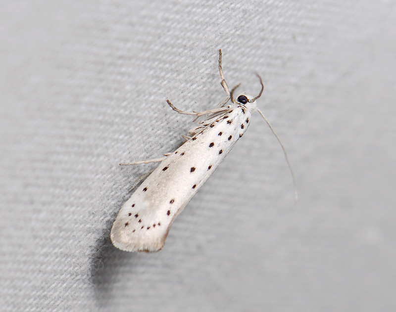 0409   Yponomeuta rorrella  045.jpg