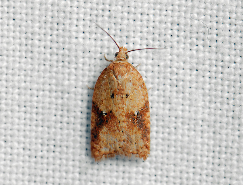 1261   Acleris ferrugana  109.jpg