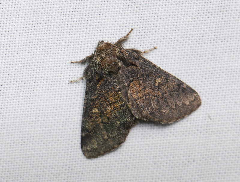 2548   Gluphisia crenata  242.jpg